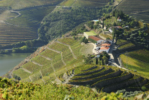 Porto - Douro Vineyards